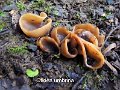 Otidea bufonia-amf2102-1